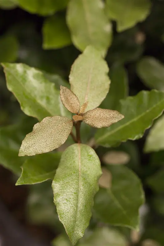 elaeagnus ebb.  compacta  40- 50   C5 - afbeelding 1