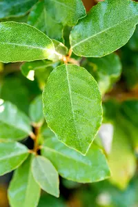elaeagnus ebb.  compacta  40- 50   C5 - afbeelding 2