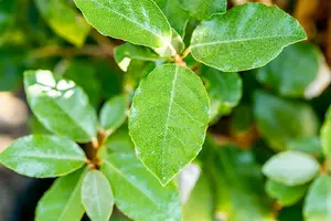 elaeagnus ebb.  compacta  40- 50   C5 - afbeelding 3