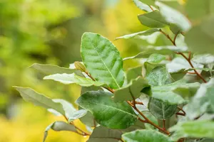 elaeagnus ebb.  compacta  40- 50   C5 - afbeelding 4