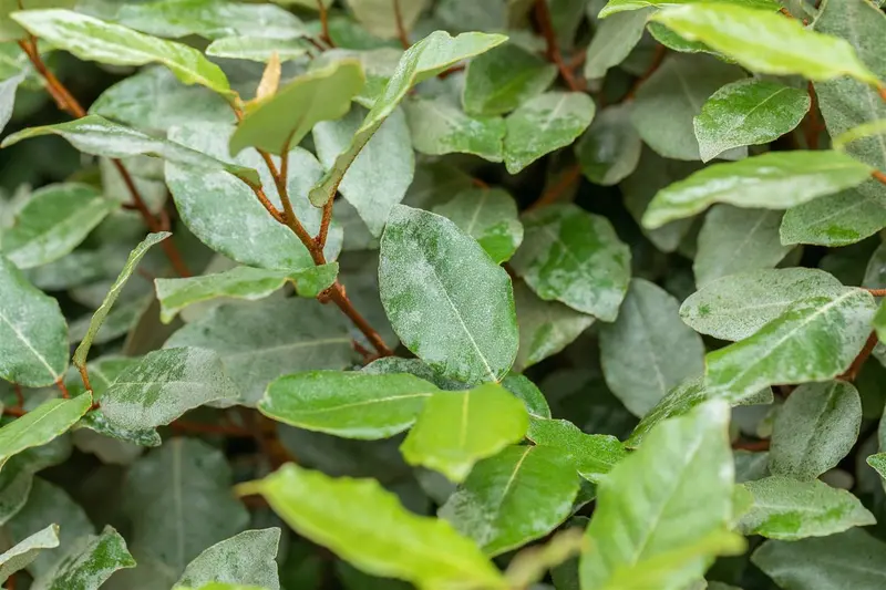 elaeagnus ebb.  compacta  40- 50   C5 - afbeelding 5