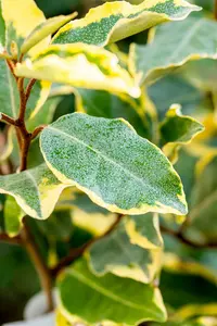 Elaeagnus ebb. 'Limelight' 30- 40   C - afbeelding 3