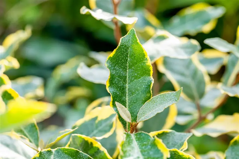 Elaeagnus ebb. 'Limelight' 30- 40   C - afbeelding 1