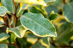 Elaeagnus ebb. 'Limelight' 30- 40   C - afbeelding 2