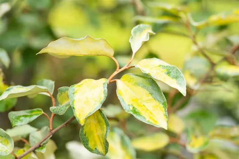 Elaeagnus ebb. 'Limelight' 30- 40   C - afbeelding 4