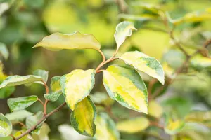 Elaeagnus ebb. 'Limelight' 30- 40   C - afbeelding 4