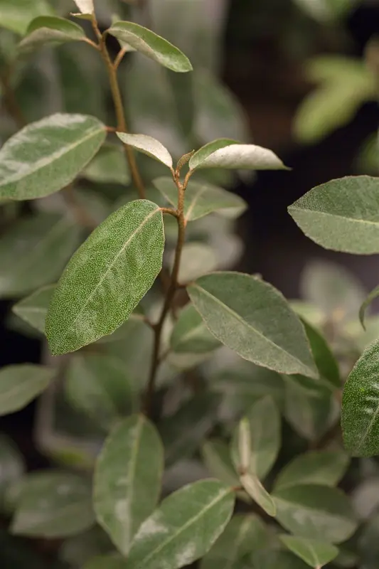 elaeagnus ebbingei (40- 60 cm) - afbeelding 3