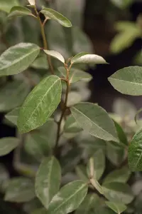 elaeagnus ebbingei (40- 60 cm) - afbeelding 3
