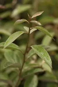 elaeagnus ebbingei (40- 60 cm) - afbeelding 4
