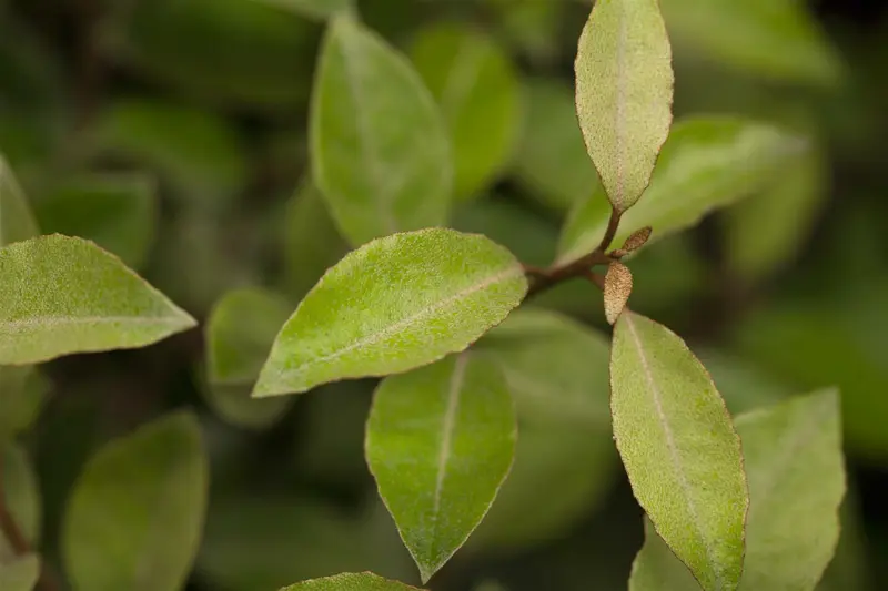elaeagnus ebbingei (40- 60 cm) - afbeelding 2
