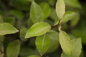 elaeagnus ebbingei (40- 60 cm) - afbeelding 2
