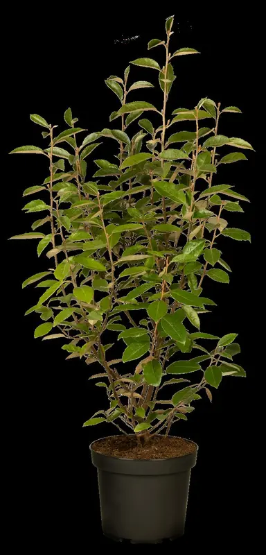 elaeagnus ebbingei (40- 60 cm) - afbeelding 5