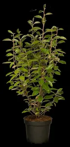 elaeagnus ebbingei (40- 60 cm) - afbeelding 5