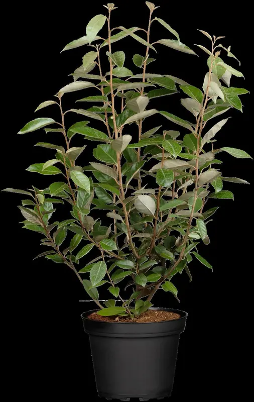 elaeagnus ebbingei (40- 60 cm) - afbeelding 1