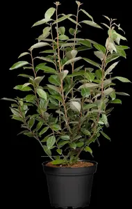 elaeagnus ebbingei (40- 60 cm) - afbeelding 1