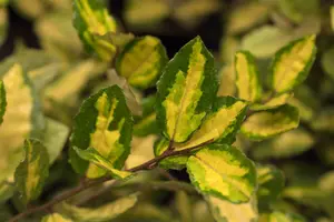Maculata