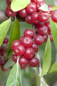 elaeagnus umbellata (40- 60cm) - afbeelding 2