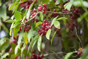 elaeagnus umbellata (40- 60cm) - afbeelding 1