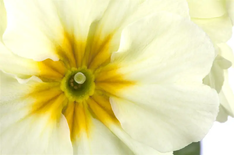 primula elatior P9 - afbeelding 2