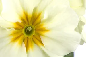 primula elatior P9 - afbeelding 2
