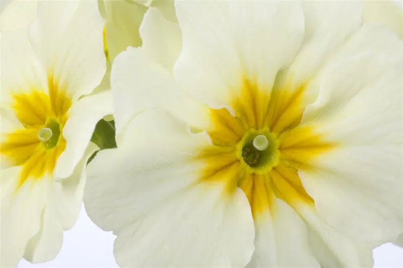 primula elatior P9 - afbeelding 3