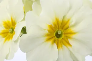primula elatior P9 - afbeelding 3