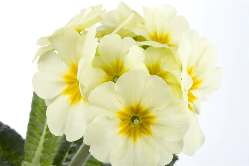 primula elatior P9 - afbeelding 4