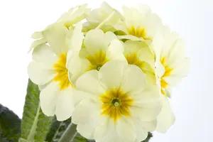 primula elatior P9 - afbeelding 4
