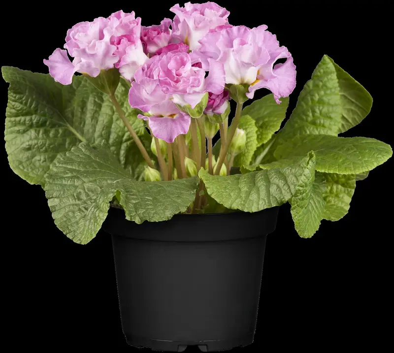 primula elatior P9 - afbeelding 5