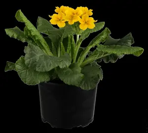 primula elatior P9 - afbeelding 5