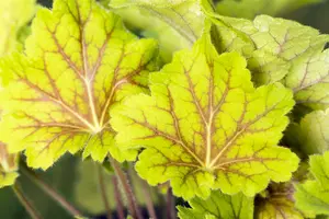 heuchera hybr. 'electra'® P9 - afbeelding 3