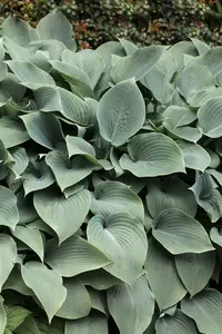 hosta sieb. 'elegans' P9 - afbeelding 2