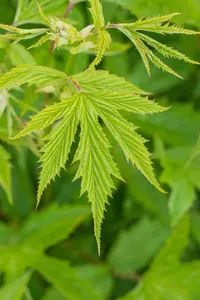 filipendula purp. 'elegans' P9 - afbeelding 3