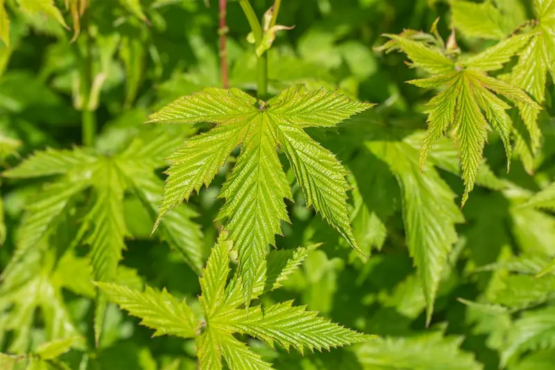 filipendula purp. 'elegans' P9 - afbeelding 2