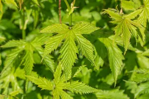 filipendula purp. 'elegans' P9 - afbeelding 2