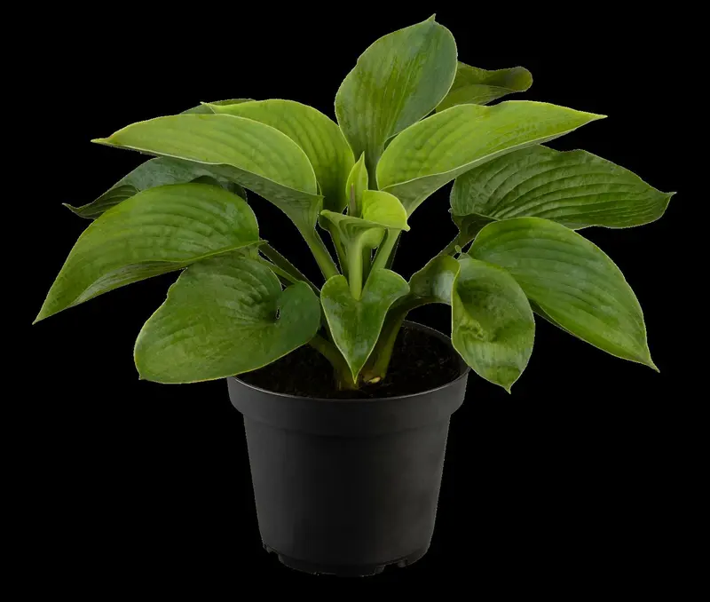 hosta sieb. 'elegans' P9 - afbeelding 2