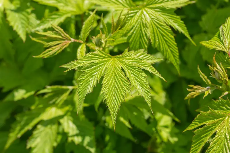 filipendula purp. 'elegans' P9 - afbeelding 1