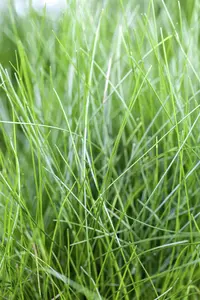 eleocharis acicularis mand ø 18 cm - afbeelding 3