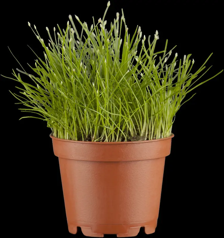eleocharis acicularis mand ø 18 cm - afbeelding 1