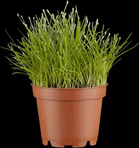 eleocharis acicularis mand ø 18 cm - afbeelding 3