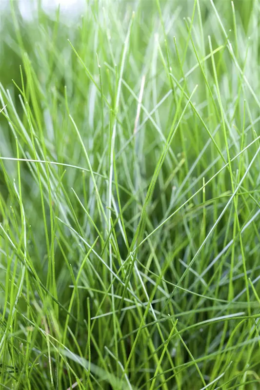 Eleocharis acicularis P11 - afbeelding 2