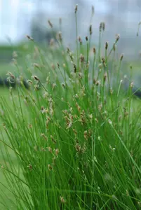 acicularis - afbeelding 2