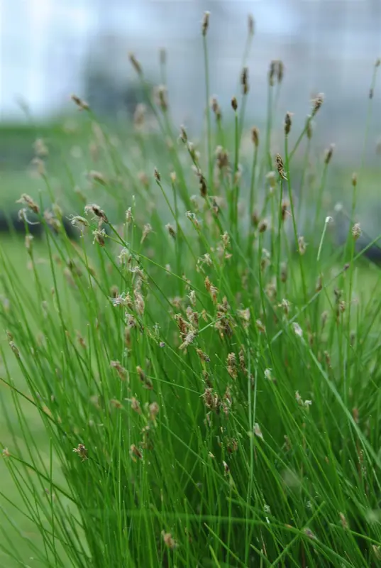 Eleocharis acicularis P11 - afbeelding 1