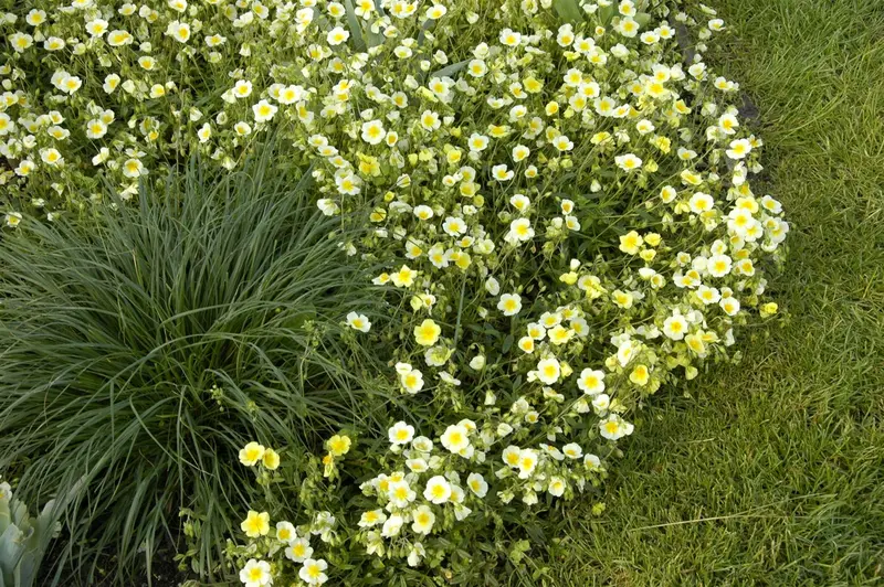 Helianthemum hybr. 'Elfenbeinglanz' P9 - afbeelding 1