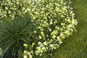 Helianthemum hybr. 'Elfenbeinglanz' P9 - afbeelding 1