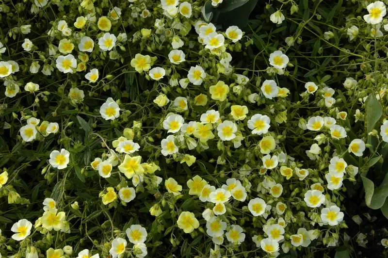 Helianthemum hybr. 'Elfenbeinglanz' P9 - afbeelding 2