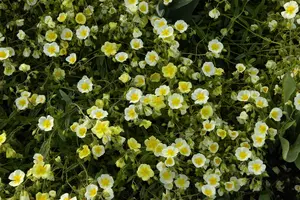Helianthemum hybr. 'Elfenbeinglanz' P9 - afbeelding 2