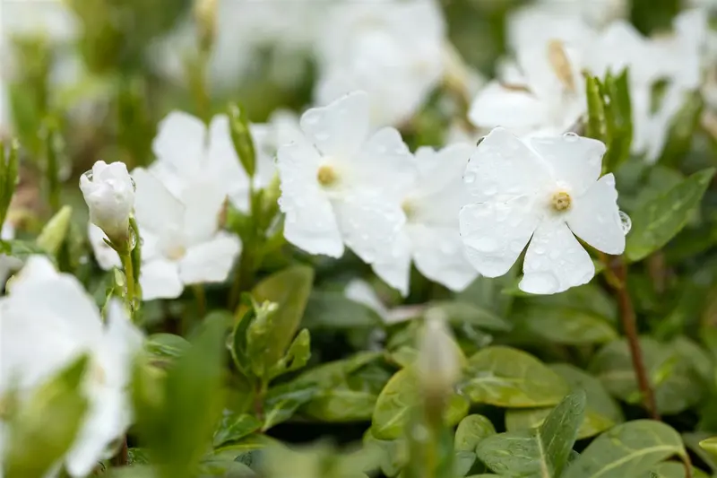 vinca minor 'elisa'® P9