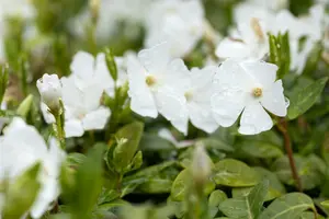 vinca minor 'elisa'® P9