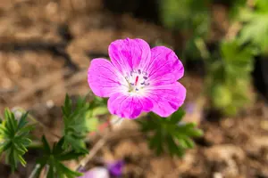 geranium sang. 'elsbeth' P9 - afbeelding 2